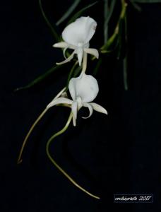 Angraecum scottianum