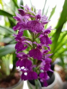 Dactylorhiza purpurella