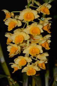 Dendrobium densiflorum