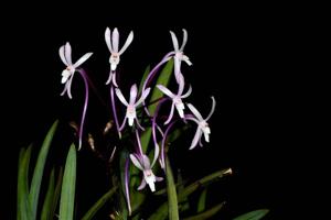 Vanda falcata