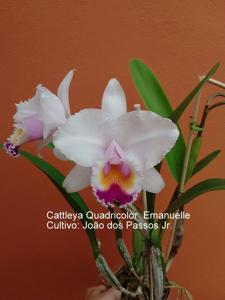 Cattleya quadricolor