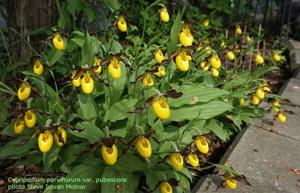 Cypripedium parviflorum var. pubescens
