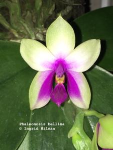 Phalaenopsis bellina