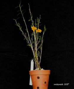 Dendrobium hancockii