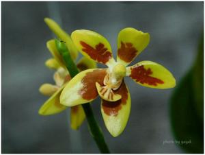 Phalaenopsis fuscata