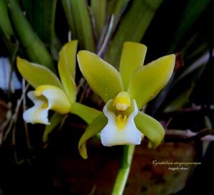 Cymbidium atropurpureum