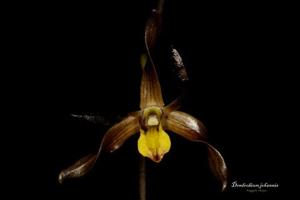 Dendrobium johannis