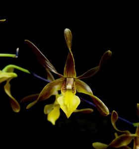 Dendrobium johannis