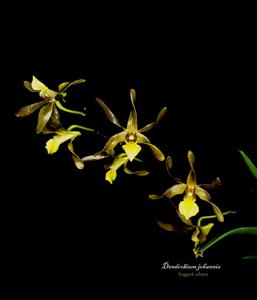 Dendrobium johannis