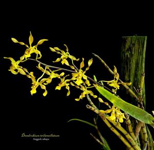 Dendrobium trilamellatum