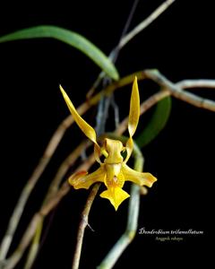 Dendrobium trilamellatum