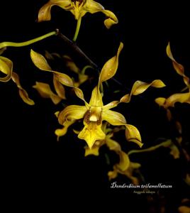 Dendrobium trilamellatum