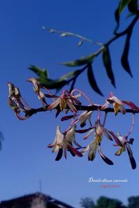 Dendrobium carronii