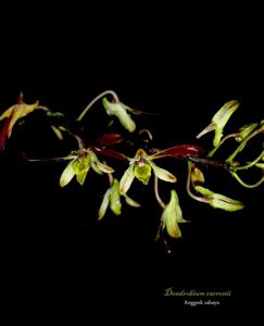 Dendrobium carronii