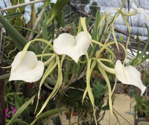 Brassavola nodosa