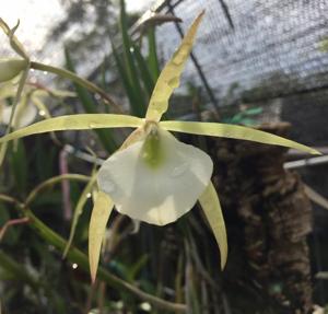 Brassavola tuberculata