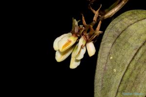 Nephelaphyllum pulchrum