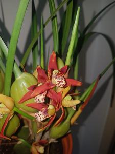 Maxillaria tenuifolia