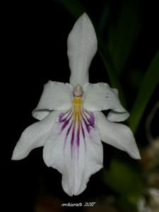 Miltonia spectabilis