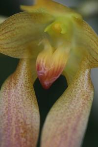 Bulbophyllum cootesii