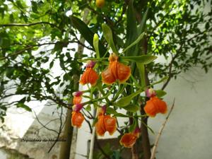 Epidendrum pseudepidendrum