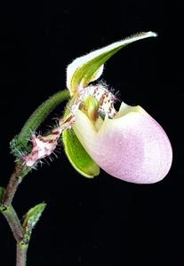 Paphiopedilum liemianum