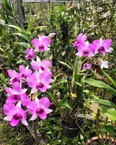 Dendrobium bigibbum var. schroederianum