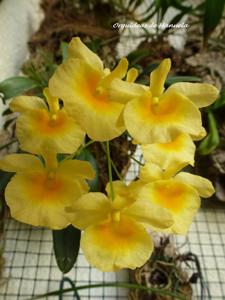 Dendrobium lindleyi