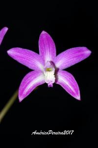 Cattleya ghillanyi