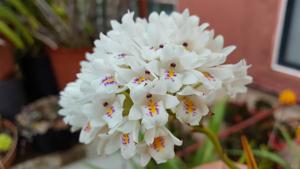 Polystachya neobenthamia