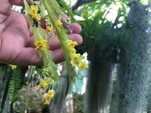 Lockhartia oerstedii