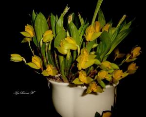 Lycaste consobrina