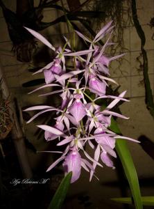 Encyclia adenocaula