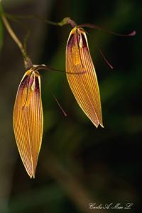 Restrepia antennifera