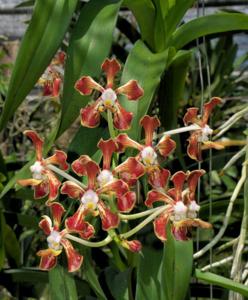 Vanda merrillii