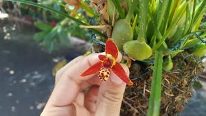 Maxillaria tenuifolia