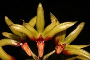 Bulbophyllum foetidum