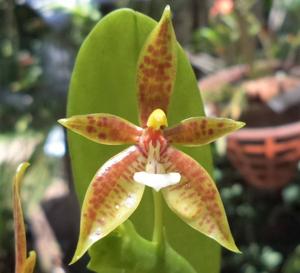 Phalaenopsis cornu-cervi