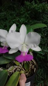 Cattleya walkeriana