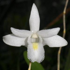 Dendrobium crumenatum