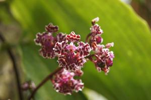 Trichocentrum carthagenense