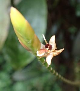 Geesinkorchis phaiostele