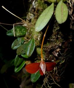 Bulbophyllum phaeoneuron