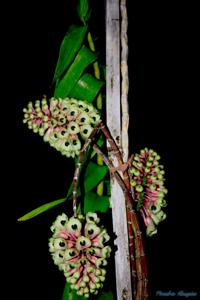 Dendrobium smillieae