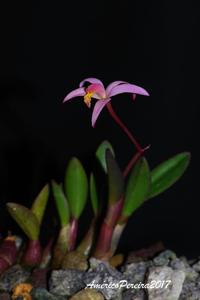 Cattleya kettieana