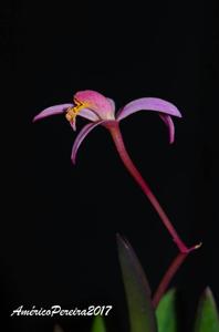 Cattleya kettieana