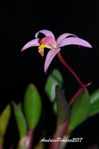 Cattleya kettieana