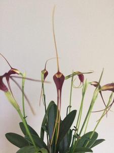 Masdevallia calura