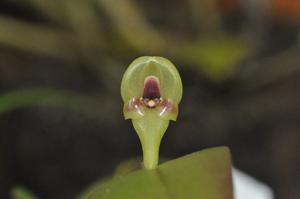 Pleurothallis scurrula