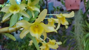 Dendrobium friedericksianum